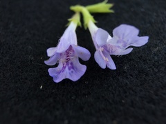 Glechoma hederacea