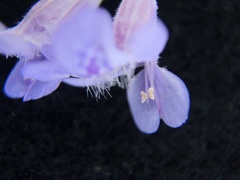 Glechoma hederacea