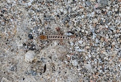 Sceloporus grandaevus