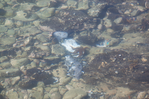 Hyperoglyphe antarctica