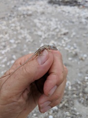 Sceloporus grandaevus