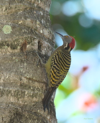 Melanerpes striatus