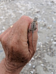 Sceloporus grandaevus