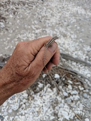 Sceloporus grandaevus