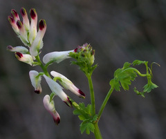Fumaria capreolata
