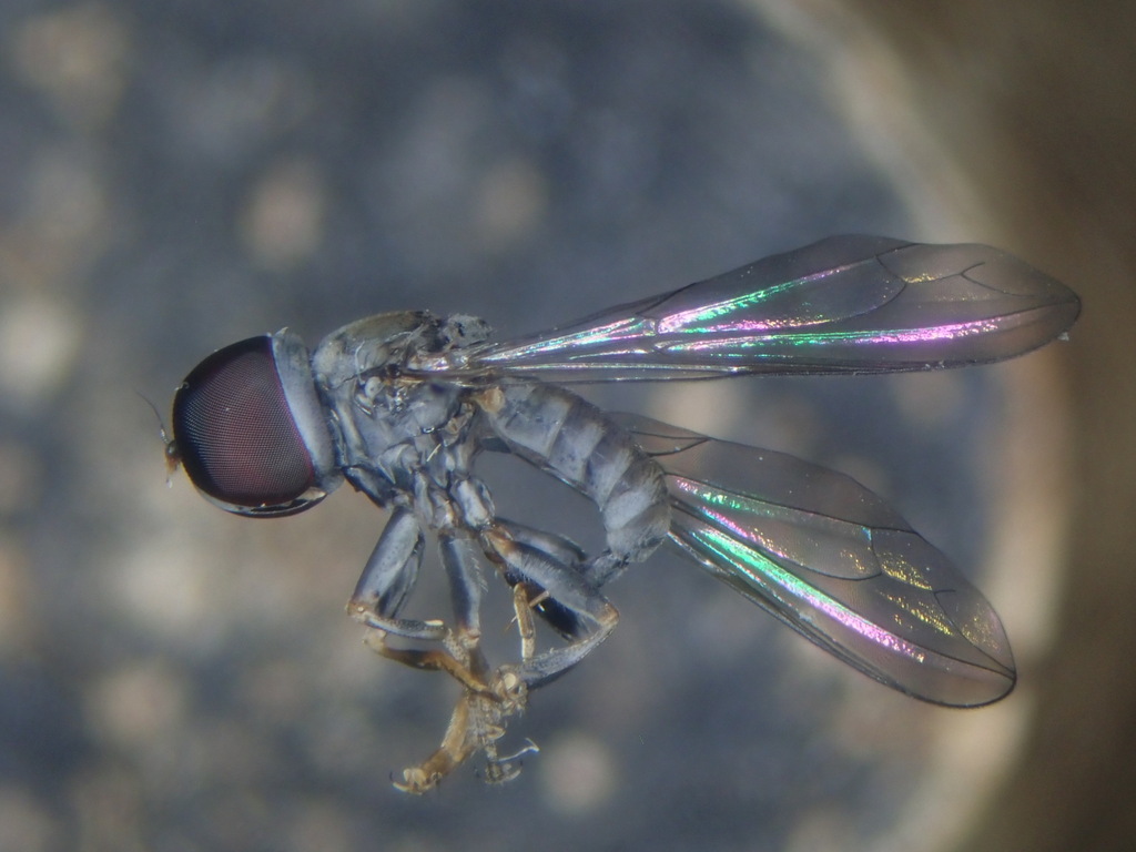 Cephalosphaera furcata