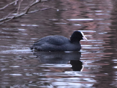Fulica atra