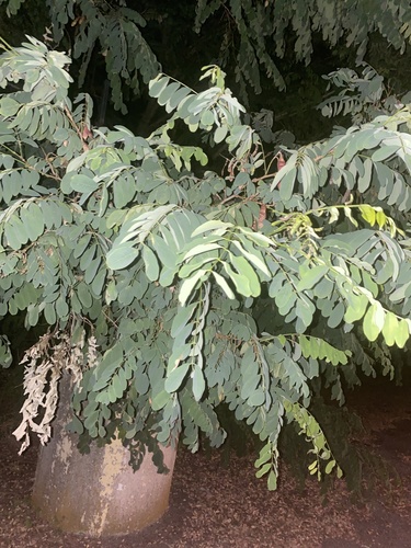 Black locust