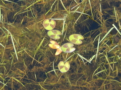 Nymphoides