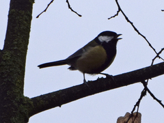 Parus major