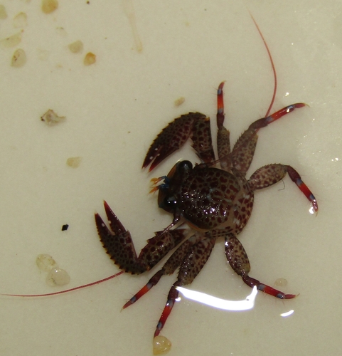 Petrolisthes sanfelipensis