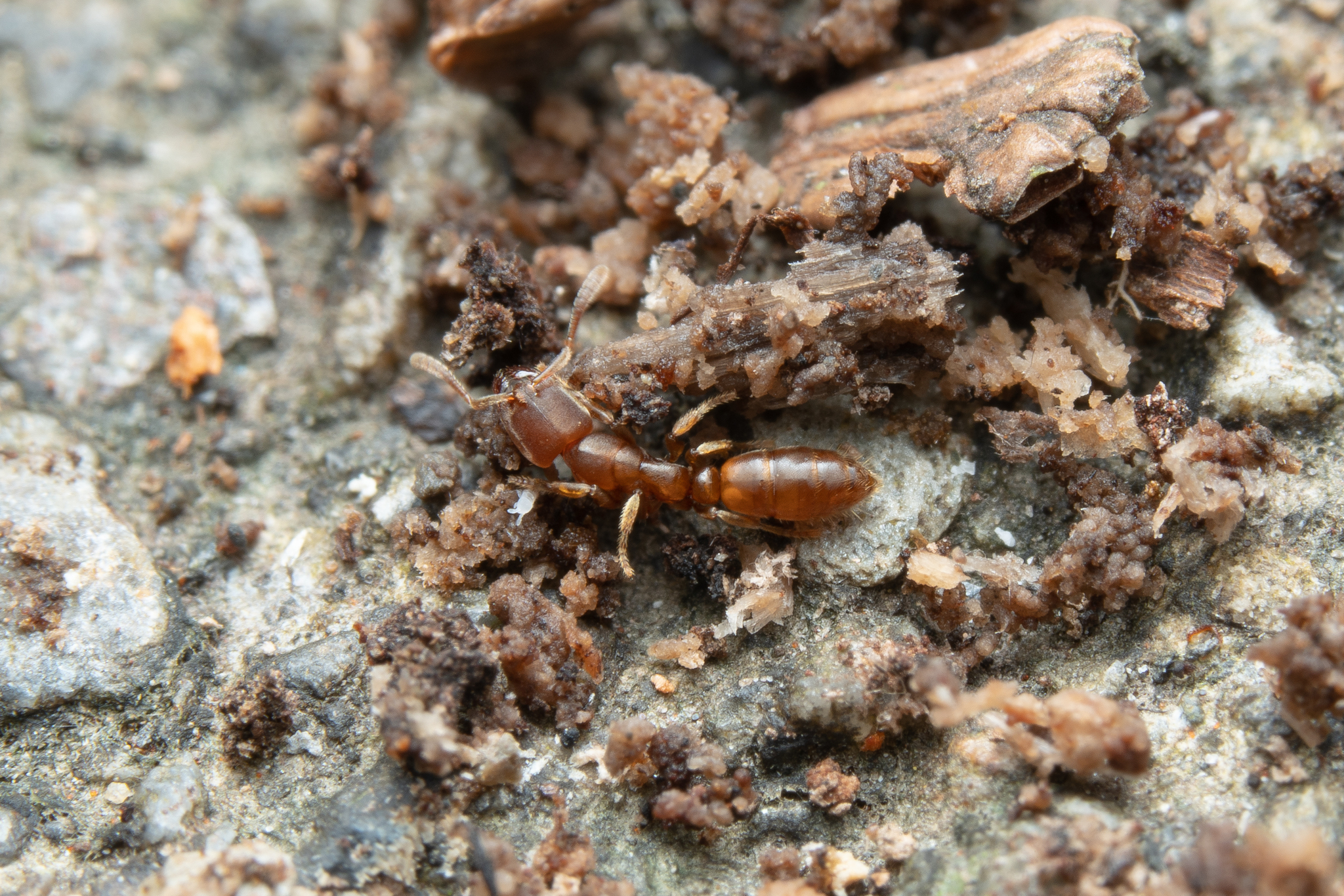 Cryptopone taivanae