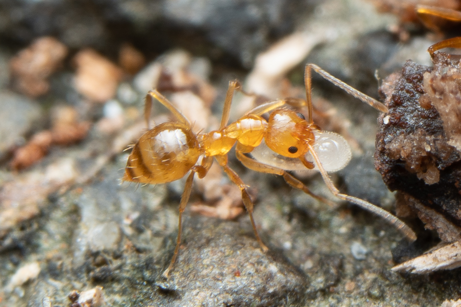 Nylanderia yaeyamensis