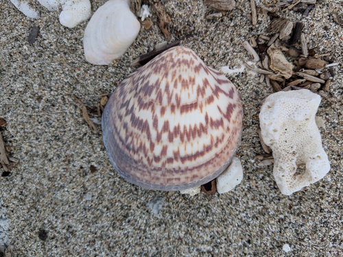 Giant Bittersweet Clam