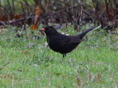 Turdus merula
