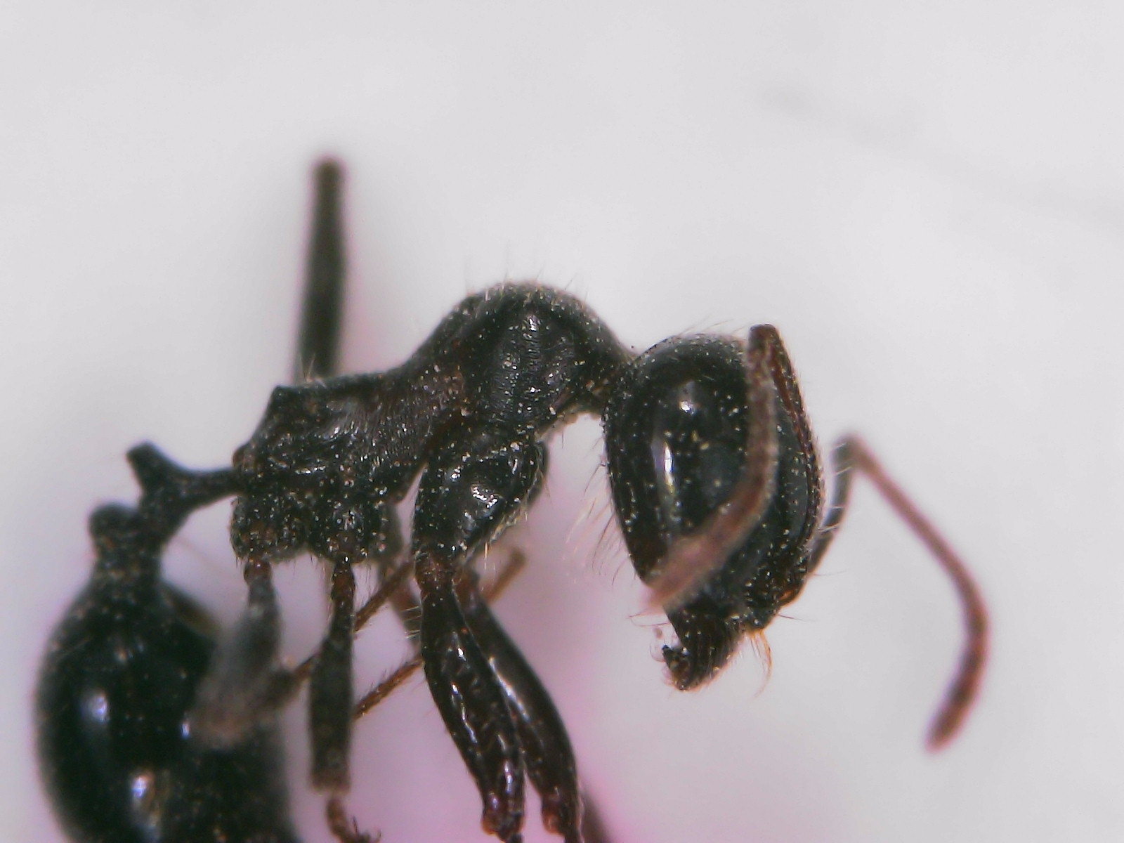Messor hispanicus