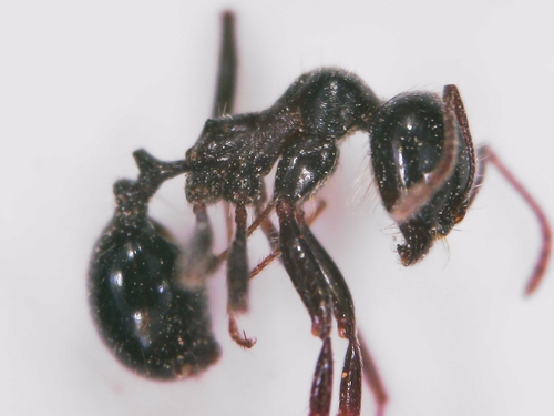 Representative image of Messor hispanicus