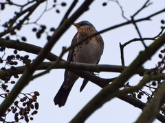 Turdus pilaris