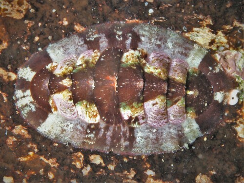 Representative image of Callochitonida