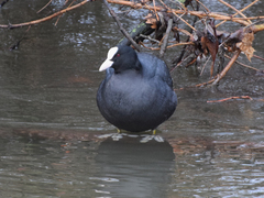 Fulica atra