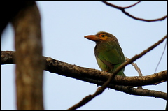 Psilopogon zeylanicus