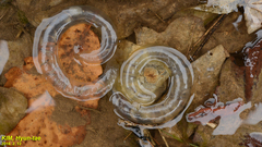 Hynobius quelpaertensis