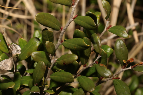 Image of Diospyros humilis by (c) Greg Tasney, some rights reserved (CC BY-SA)
