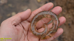 Hynobius quelpaertensis