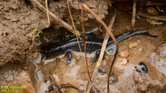 Hynobius quelpaertensis