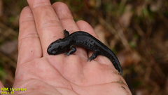 Hynobius quelpaertensis