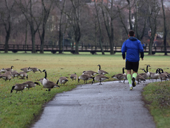 Branta canadensis