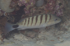 Lutjanus semicinctus