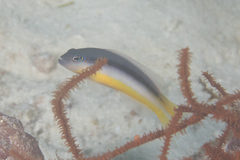 Pseudochromis ammeri