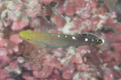 Koumansetta rainfordi