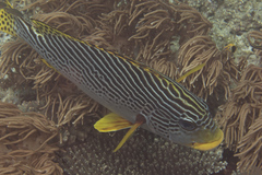 Plectorhinchus lineatus