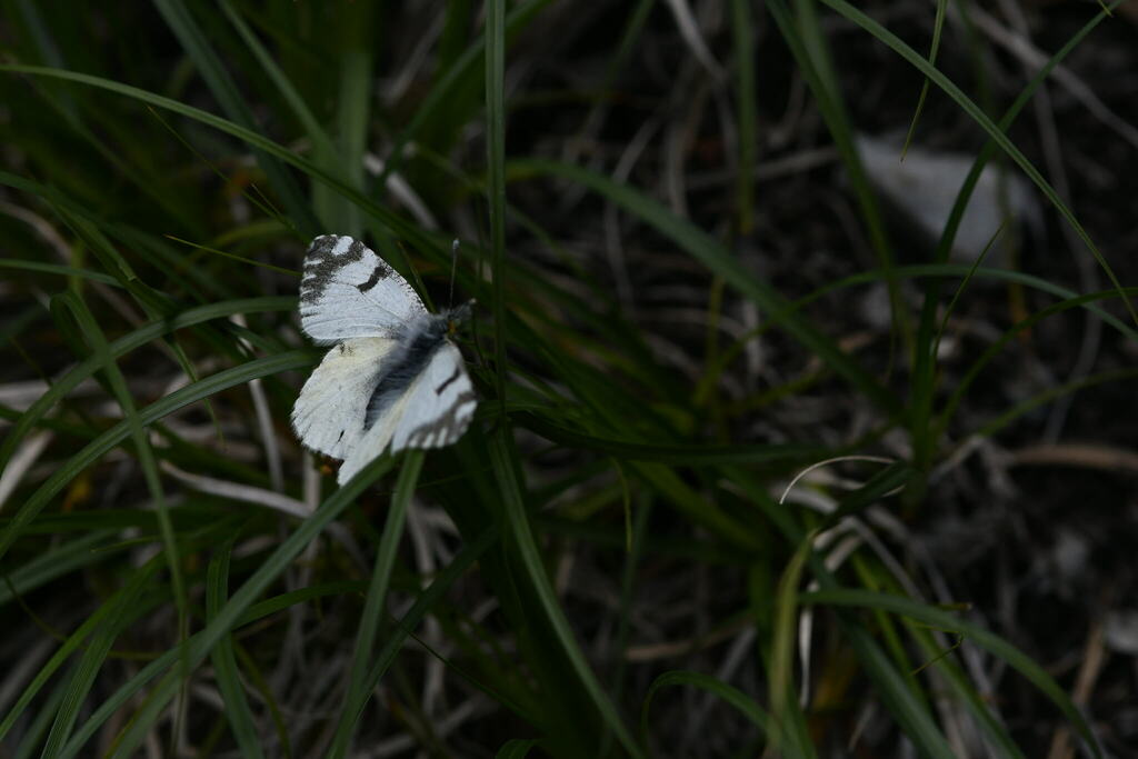 Mountain Dappled White