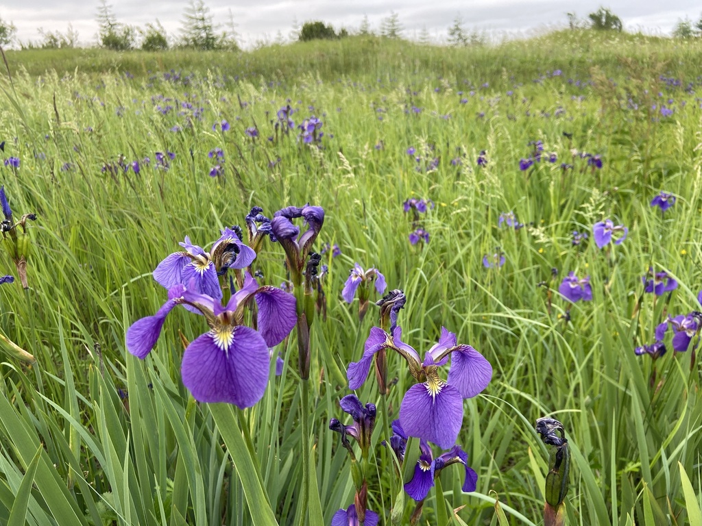 부채붓꽃 from 44Н-1, Городской Округ... (토) at 08:08 오후 by Maria Khoreva · iNaturalist 부채붓꽃 (Iris setosa)