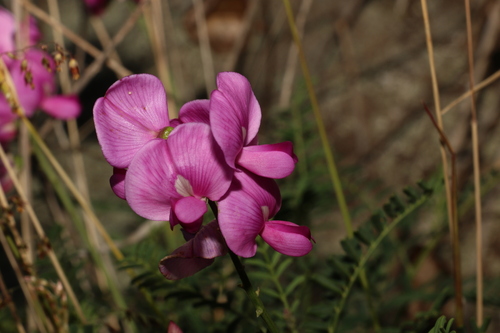 Image of Swainsona queenslandica by (c) Greg Tasney, some rights reserved (CC BY-SA)
