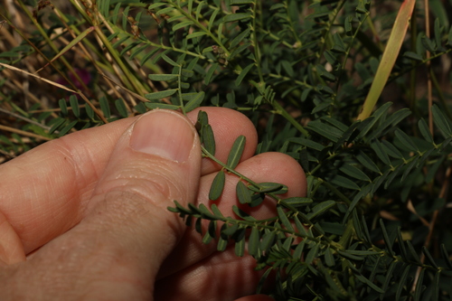 Image of Swainsona queenslandica by (c) Greg Tasney, some rights reserved (CC BY-SA)