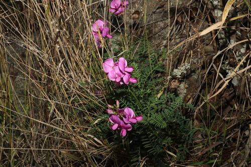 Image of Swainsona queenslandica by (c) Greg Tasney, some rights reserved (CC BY-SA)