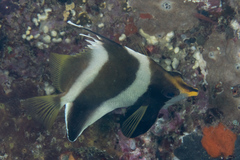 Heniochus chrysostomus