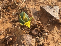 Eriospermum corymbosum