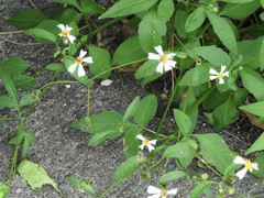 Bidens alba
