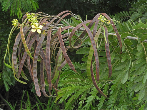 Kassod Tree