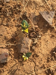 Eriospermum corymbosum