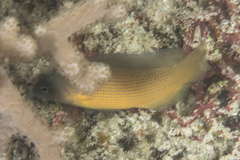 Pseudochromis fuscus