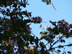Bauhinia variegata