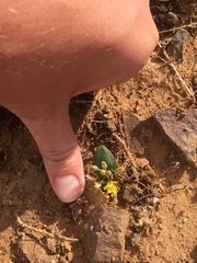 Eriospermum corymbosum