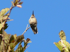 Cynanthus latirostris
