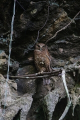 Sulu Boobook photo 1